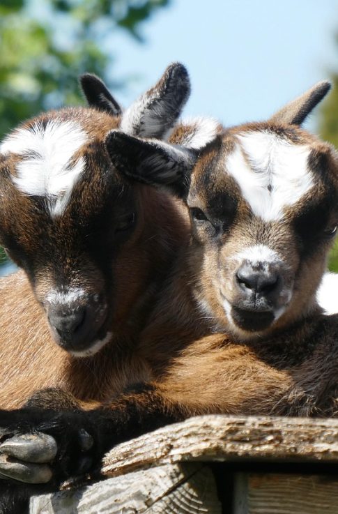 kids-4202422_1280_Elsemargriet