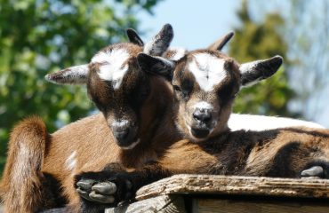 kids-4202422_1280_Elsemargriet