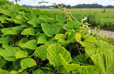 vine-9424148_1280_byMollyroselee