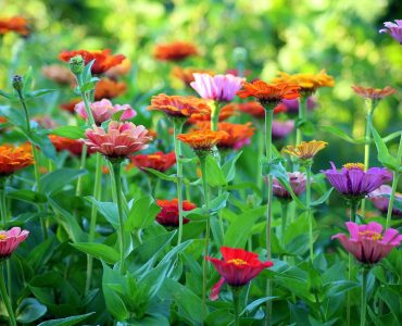 zinnia-3518967_1280_byalicja